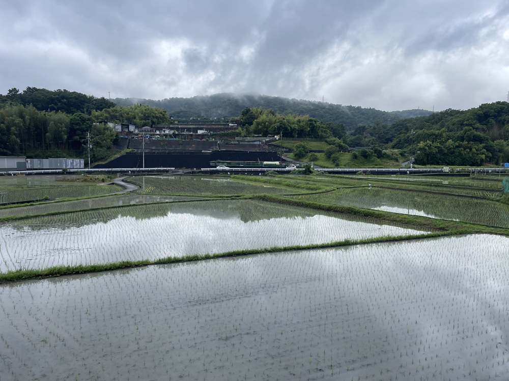 そよかぜ霊園　梅雨　田植え